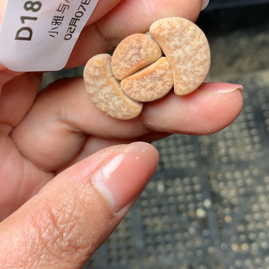 D185多肉植物保护