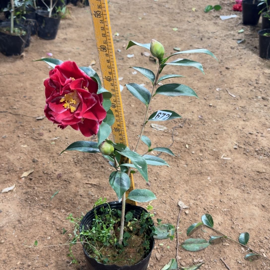 少量花朵（建议范围：2朵-5朵 或40%以下）672圣诞帽