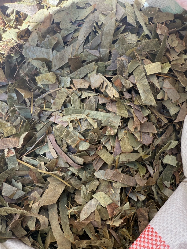 淫羊藿 精心挑选