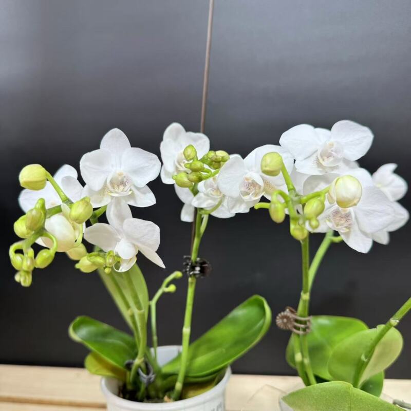 蝴蝶兰[SPM537]室内高端盆栽带花带苞昆明基地直发