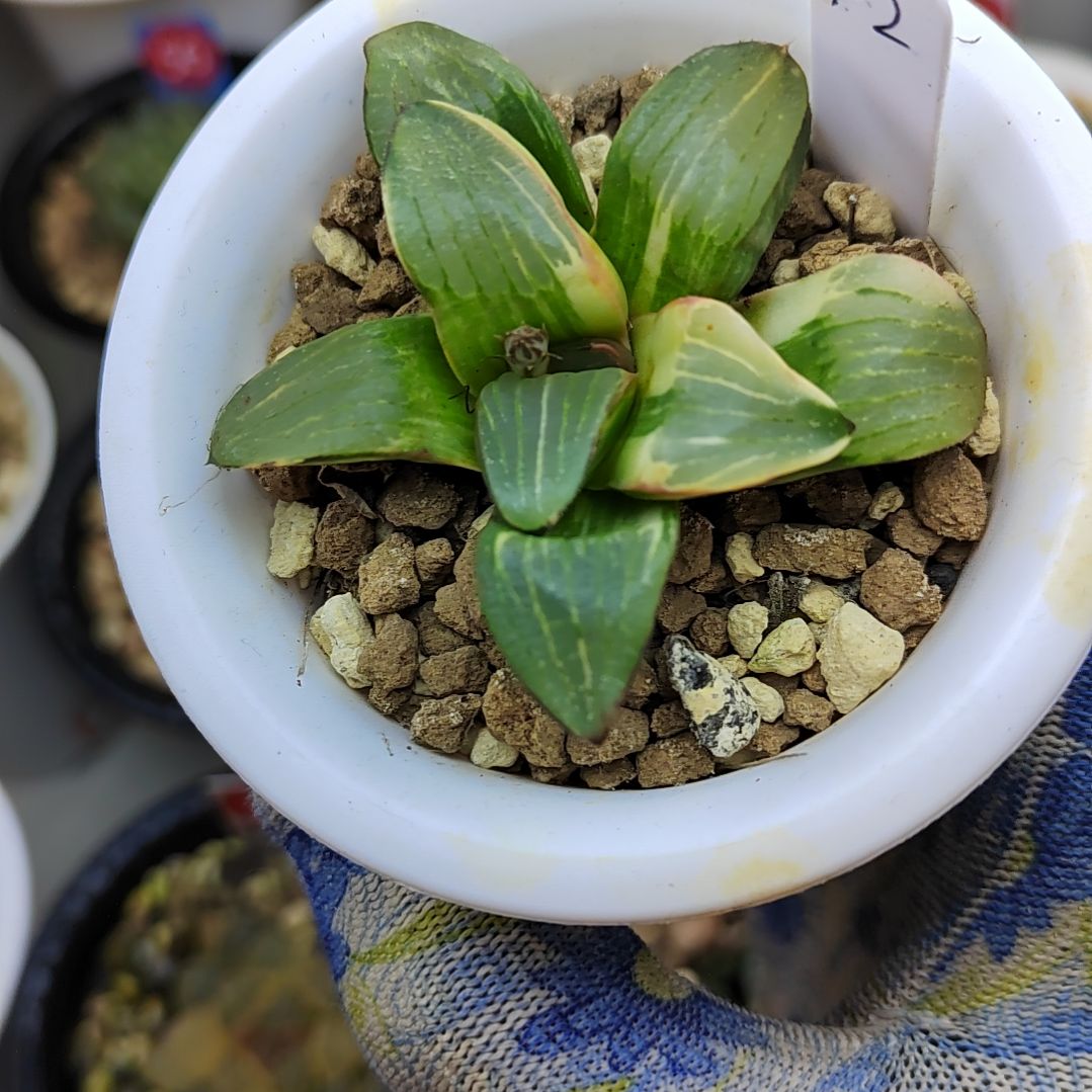 42号史扑寿锦 5厘米左右一物一拍带盆