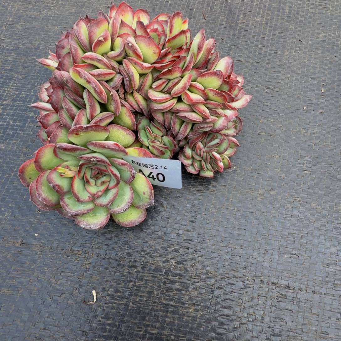 人**琳a a a a a a a a a a 40