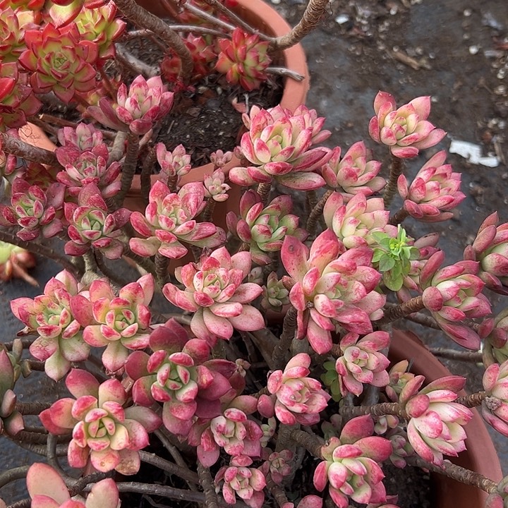 叮当锦加迪亚。                        