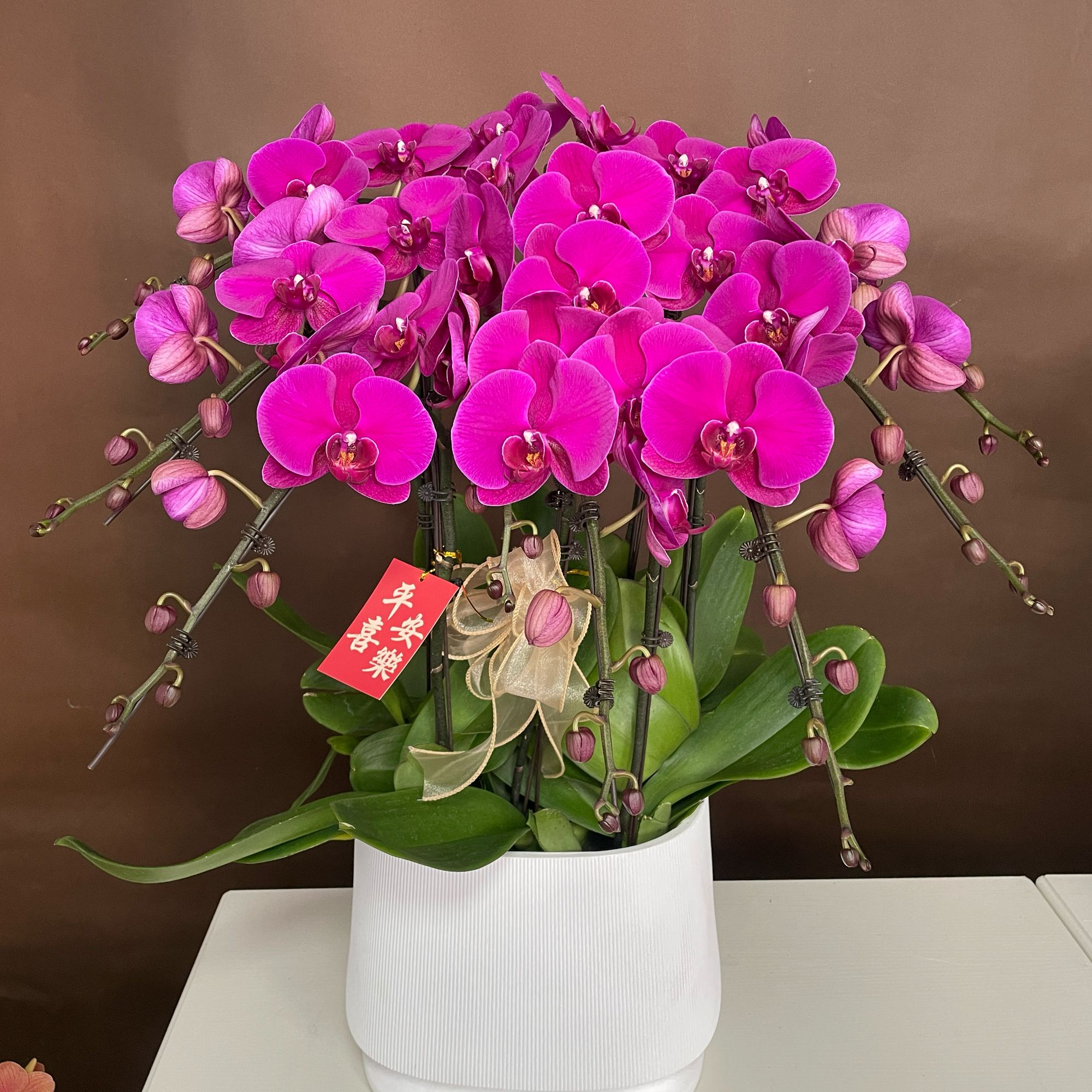【大辣椒】蝴蝶兰多种花色大花型耐养适合送人送礼的鲜花绿植