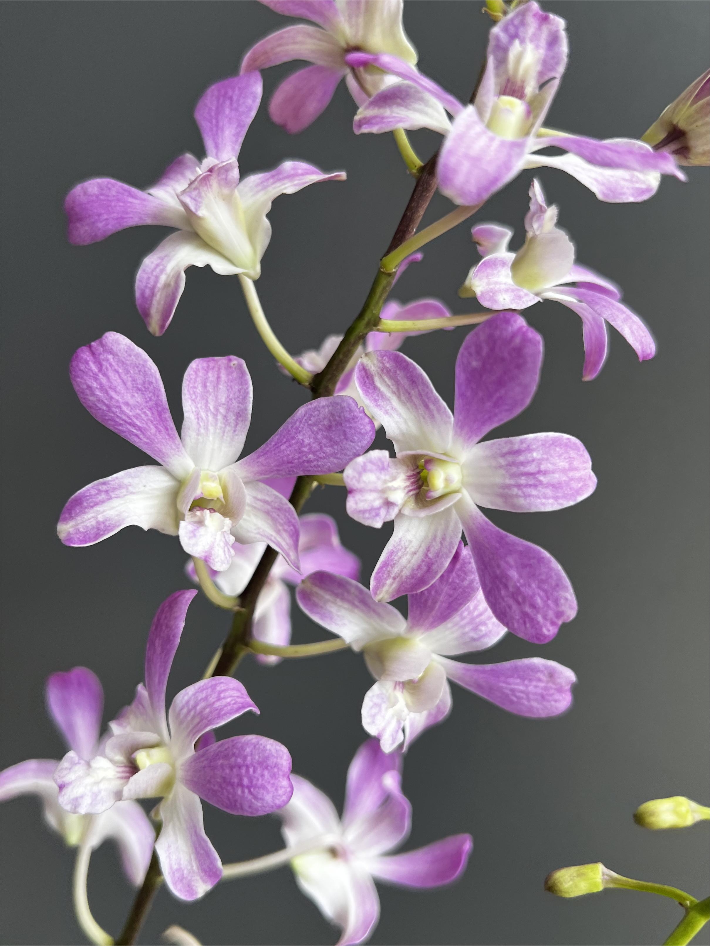 秋石斛兰（维纳斯）桌面款盆栽兰花 阳台客厅办公室皆可养护