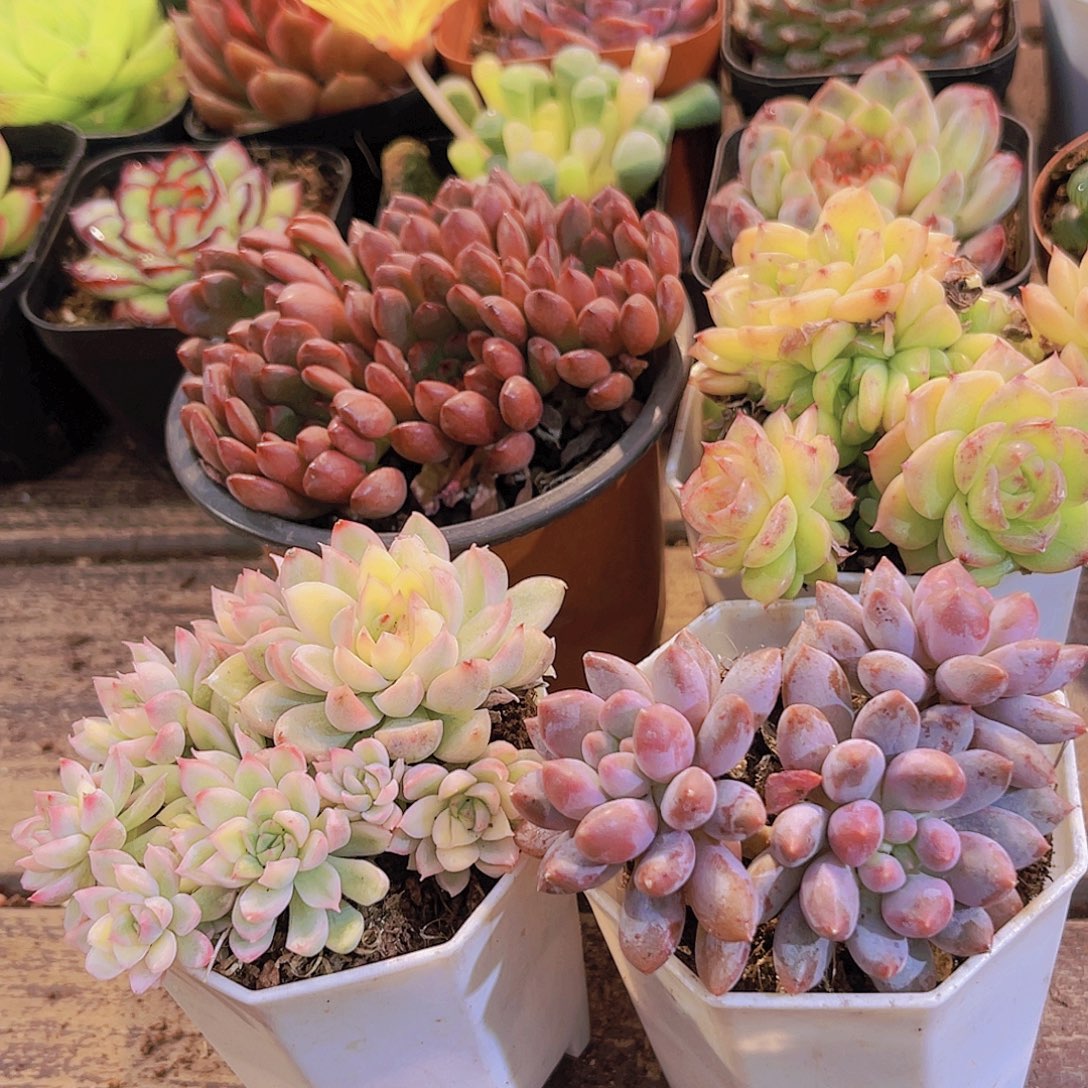 大红宝石➕女雏锦➕麦秆群➕蓝舍香水