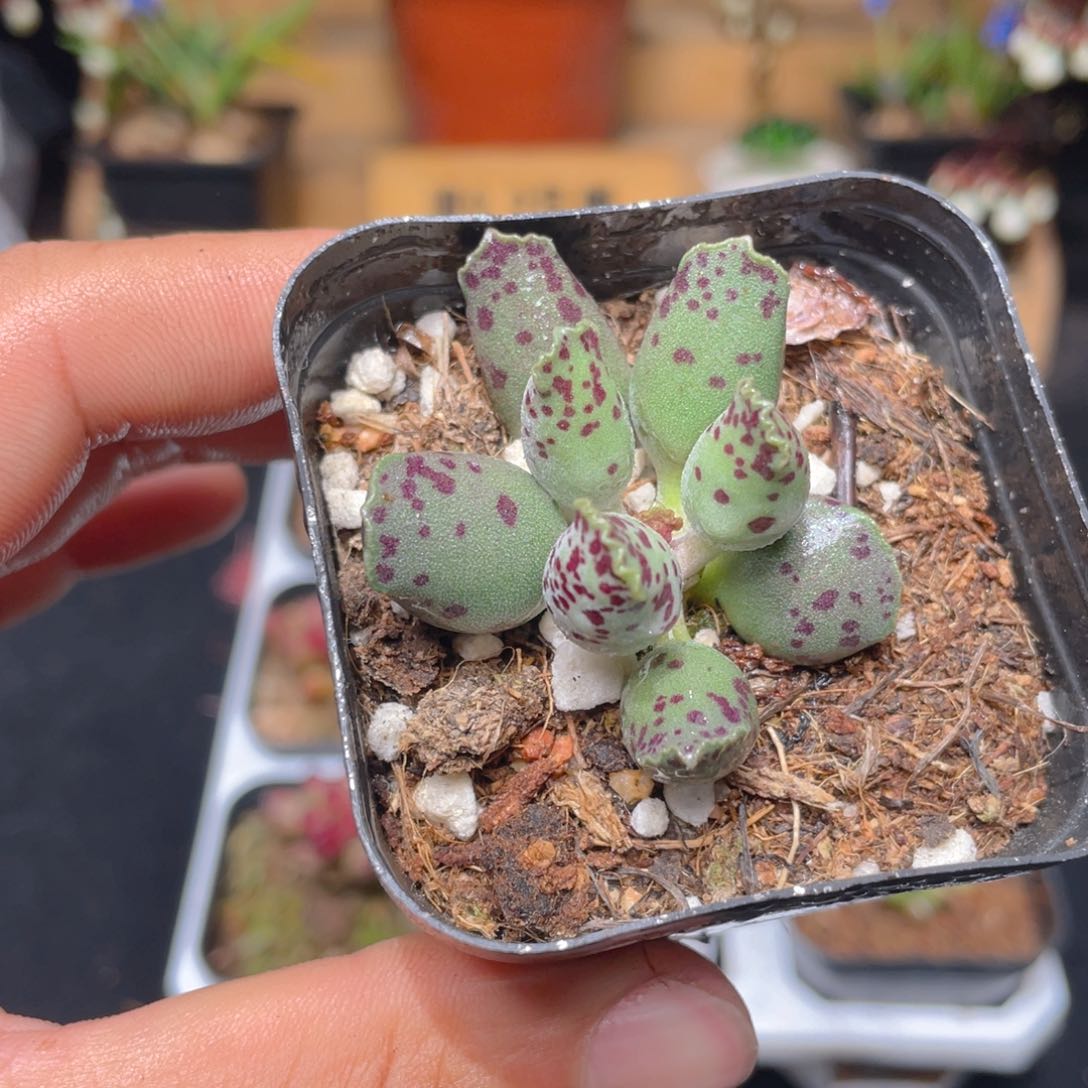 海豹多肉9.9包邮发货