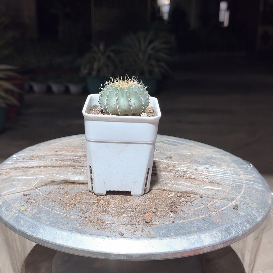 薄叶草球仙人球一