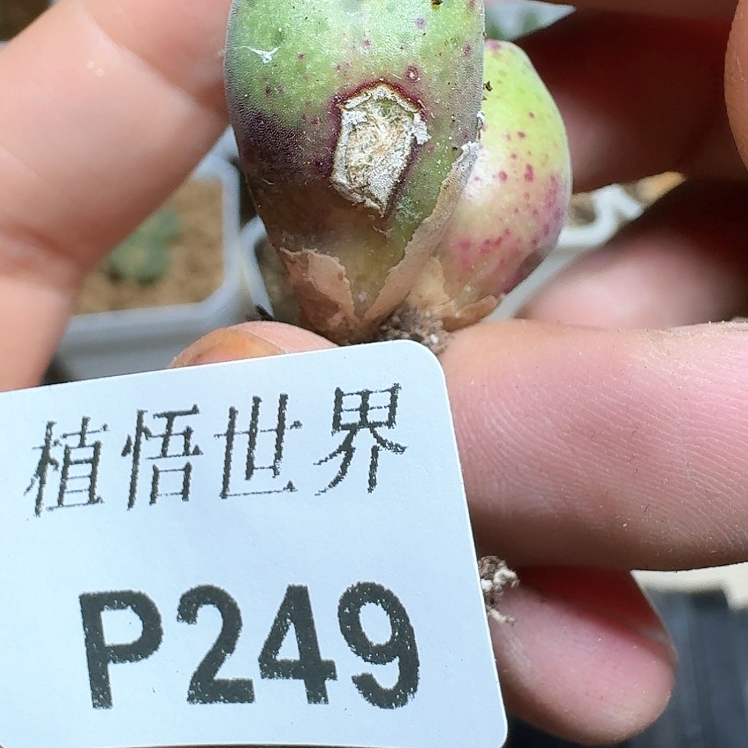 249号多肉植物哇f g v