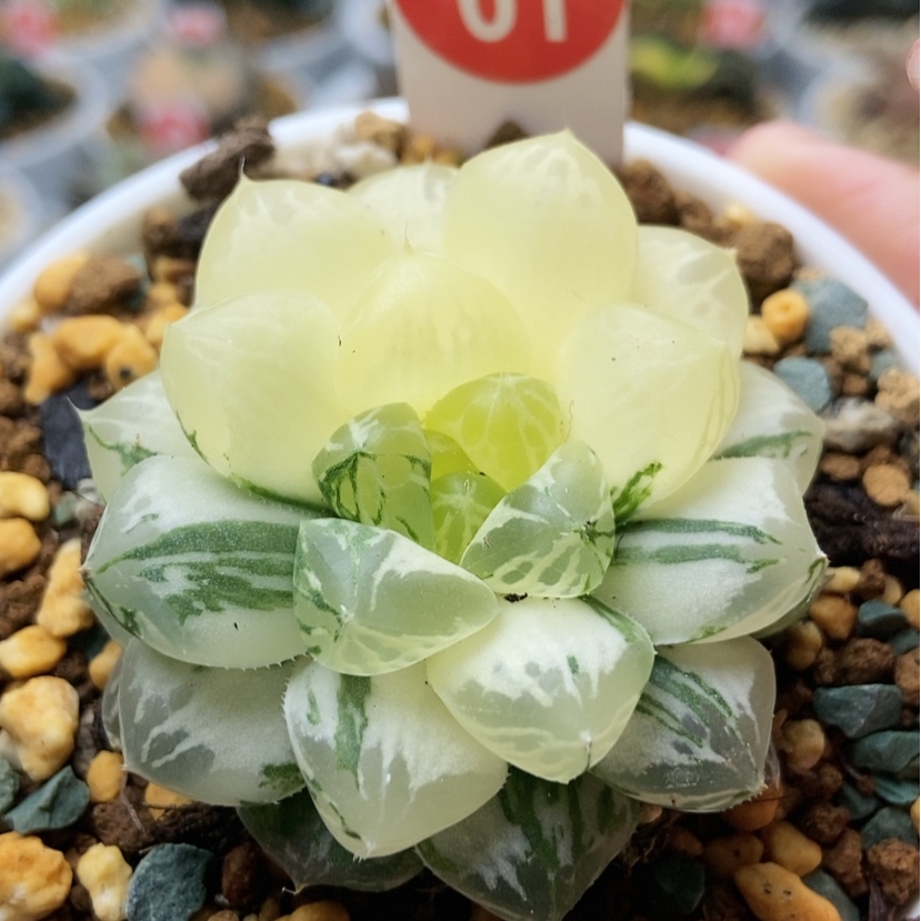 【闪购商品】玛琳61