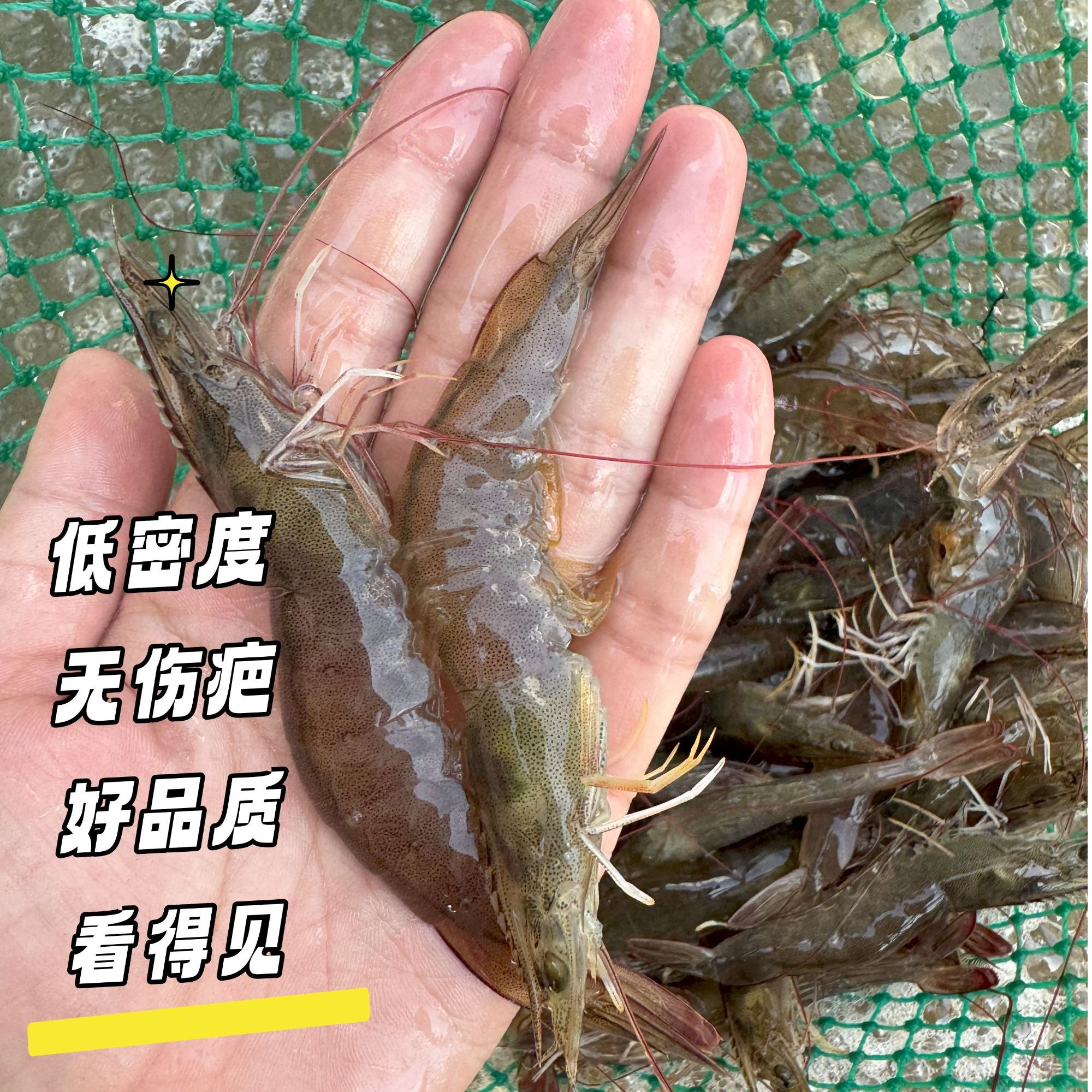 一斤24只左右 密度低 周期长 液氮活冻虾  无抗0保水0防腐  顺丰
