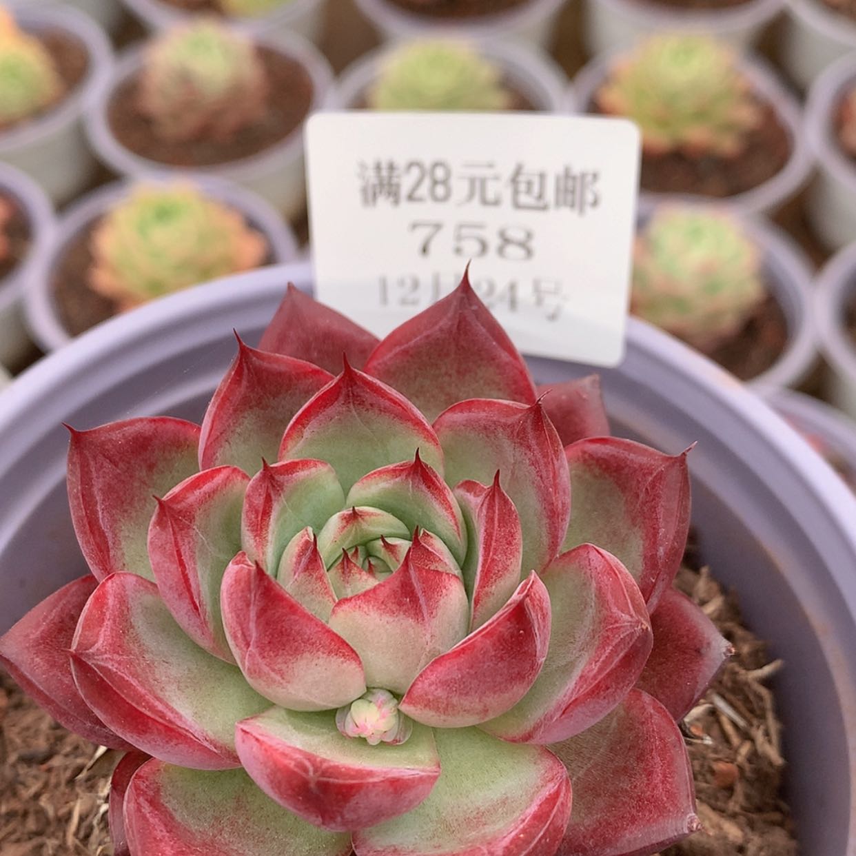 【闪购商品】云758号