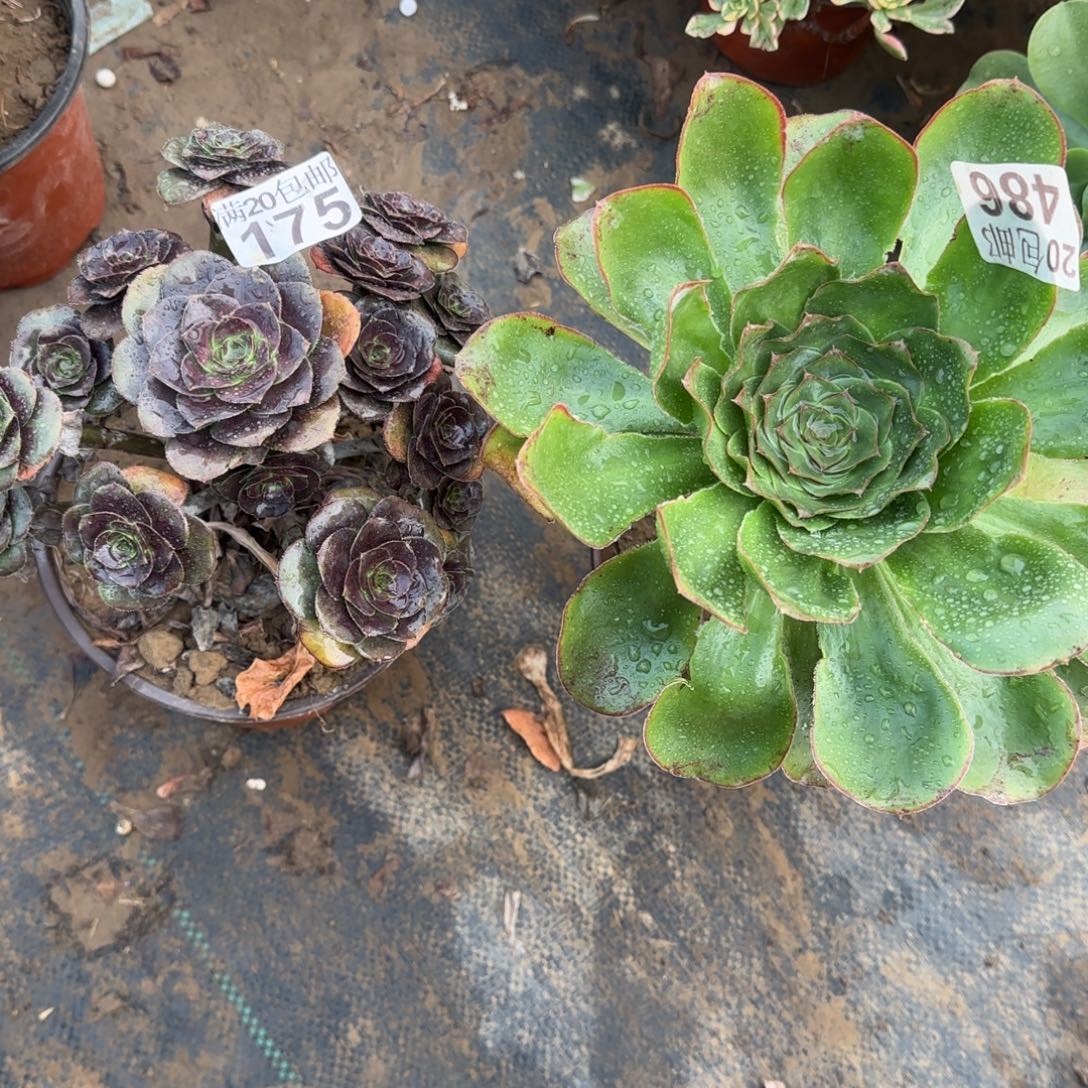 多肉175+486满20包邮断枝不包