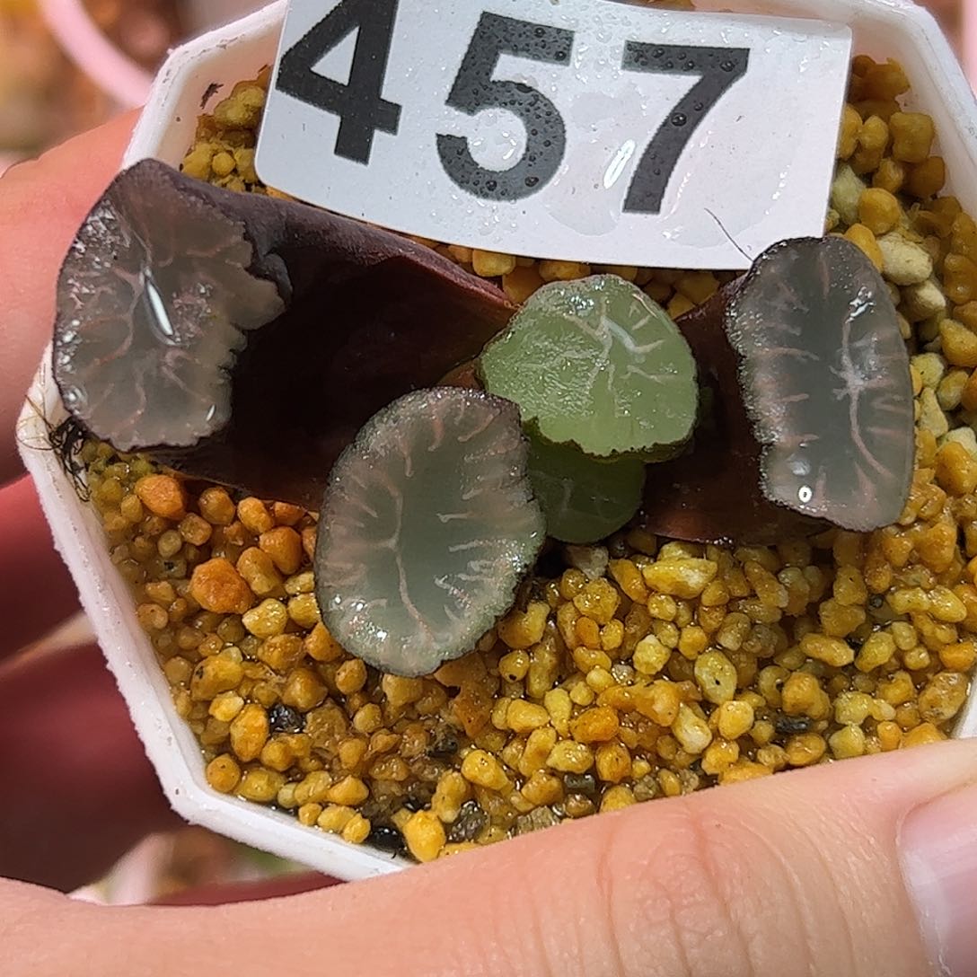 飞鸟万象十二卷多肉植物