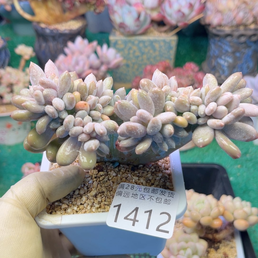 大1412/、xh xv xv vb b