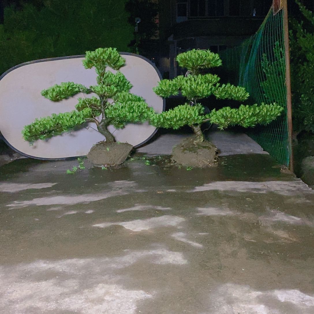 750/2颗小叶雀舌罗汉松