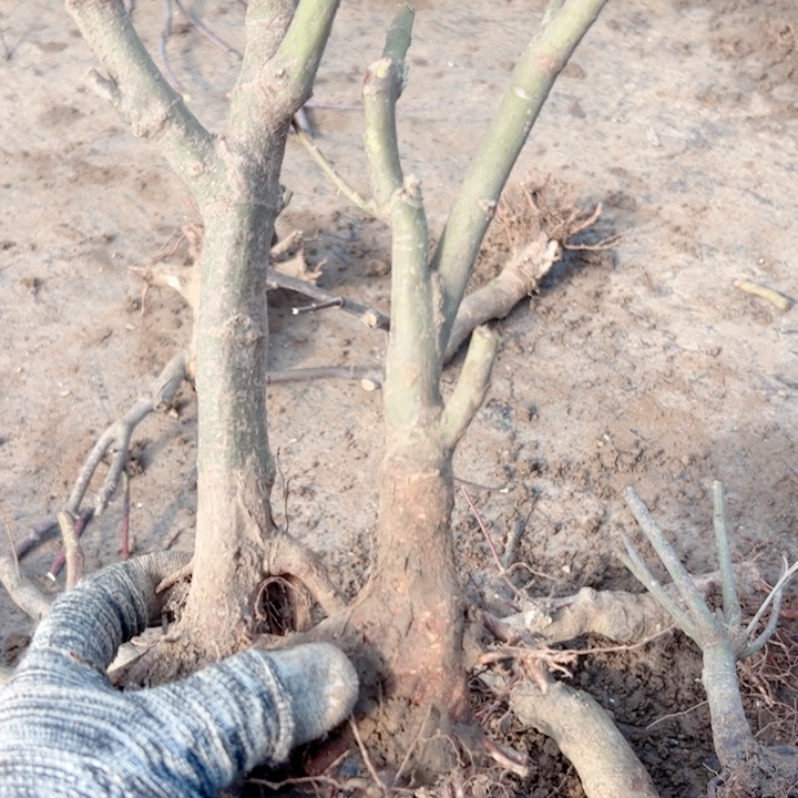 毛***锋无花朵枫树……枫树