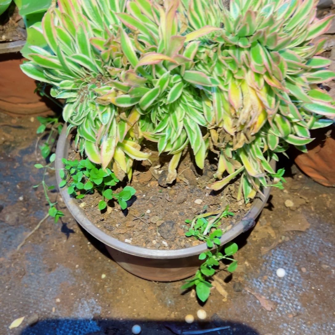 834 号多肉植物法师