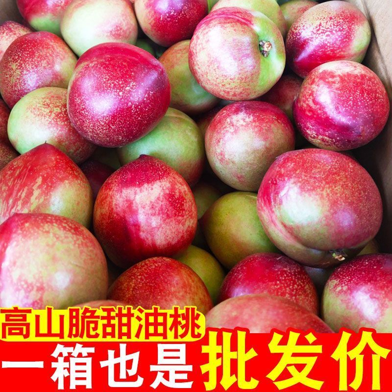 【顺丰包邮】攀枝花露天脆甜小油桃高原孕妇水果新鲜采摘树上自然熟