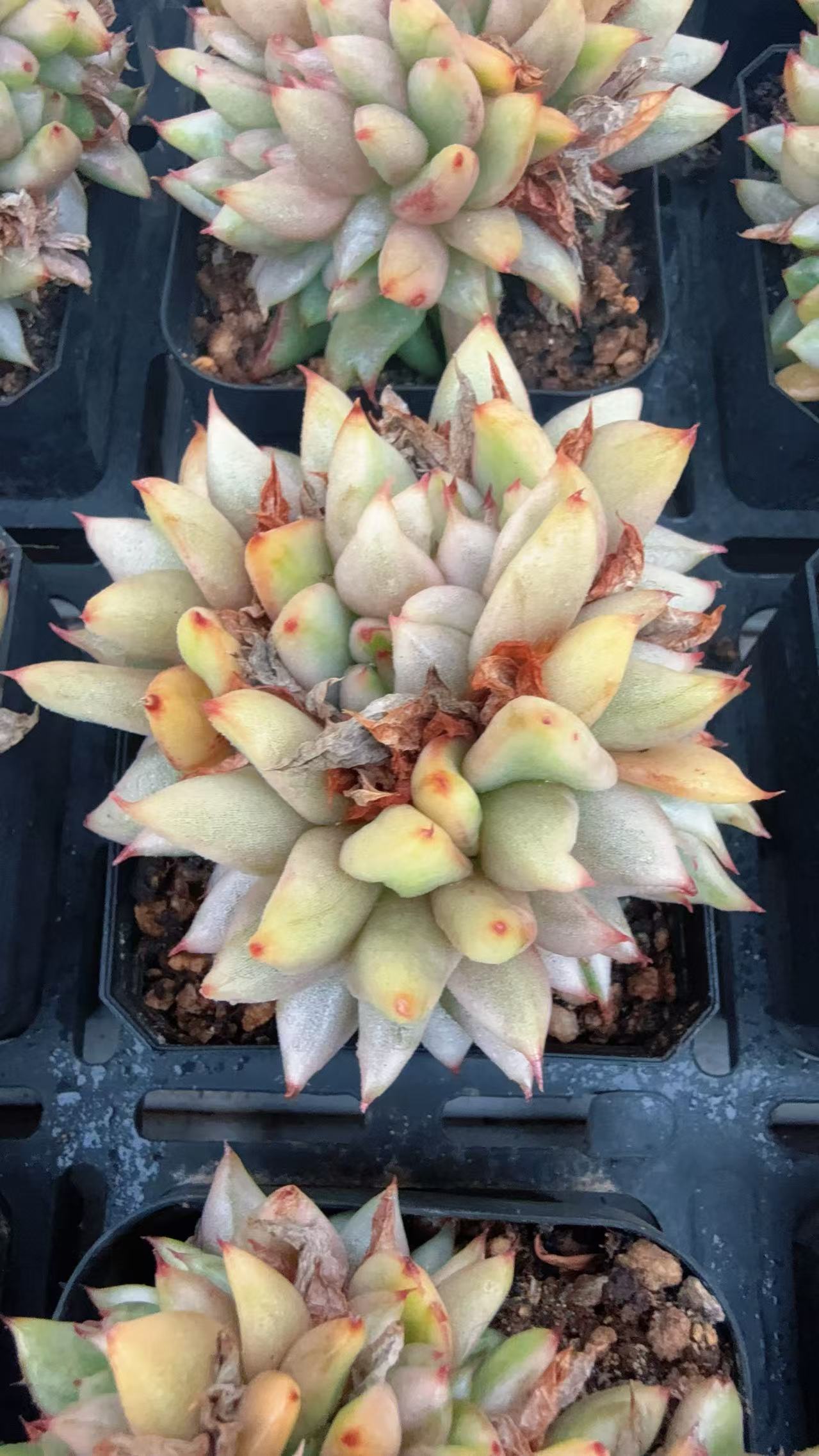 80#胖胖艾克魂锦缀（5-7cm）脱土