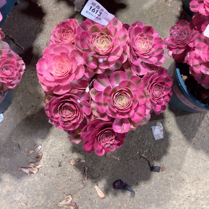 1613荔枝多肉植物