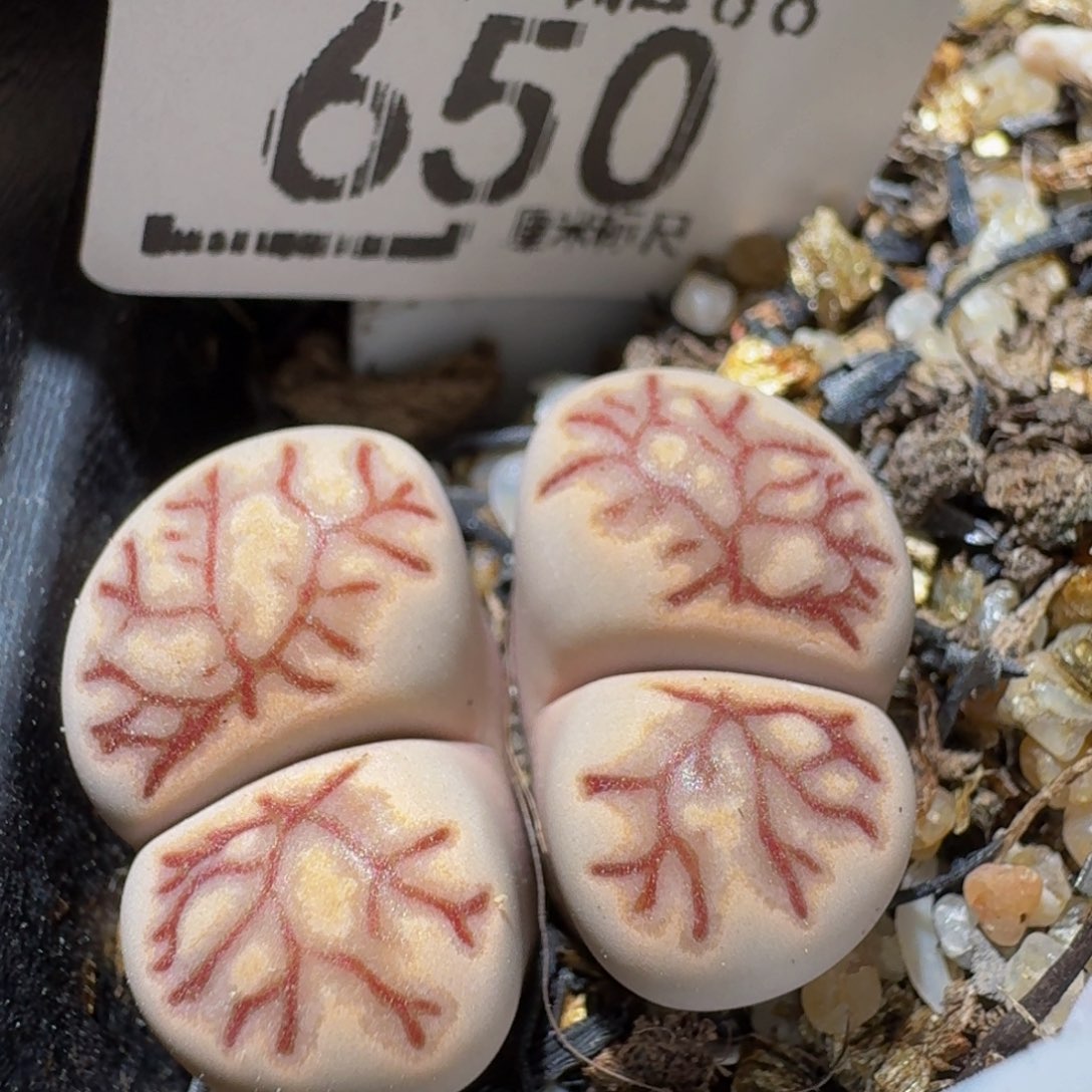 Ssss精品生石花650粉菊