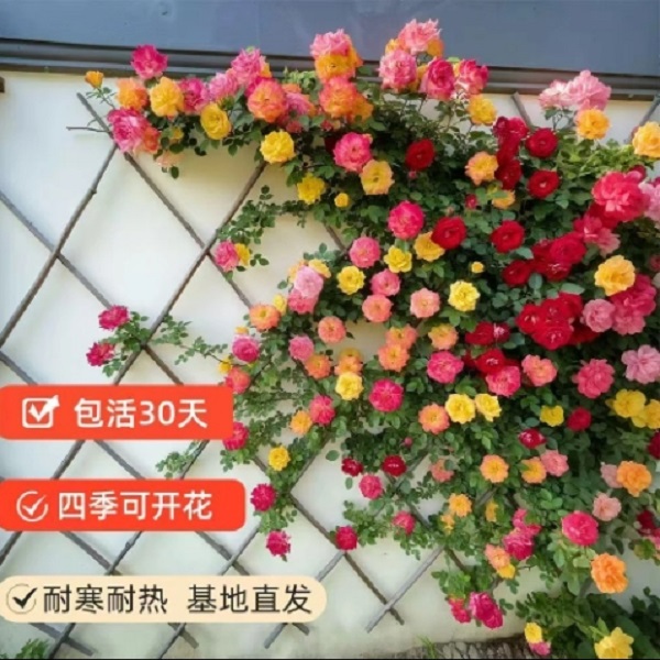 【加高1米3-1米6】爬藤月季花藤彩虹3-6色变色龙带花苞