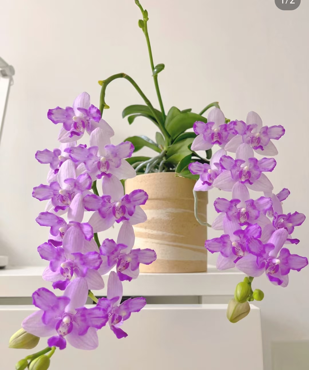 一个剑【紫水晶3.0杯】没有开花