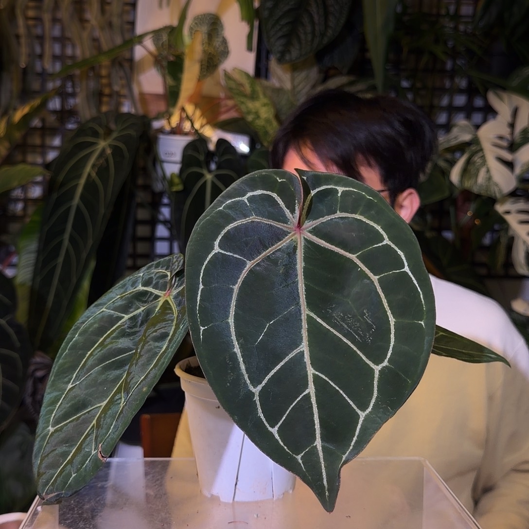 完全开放G85 红水晶