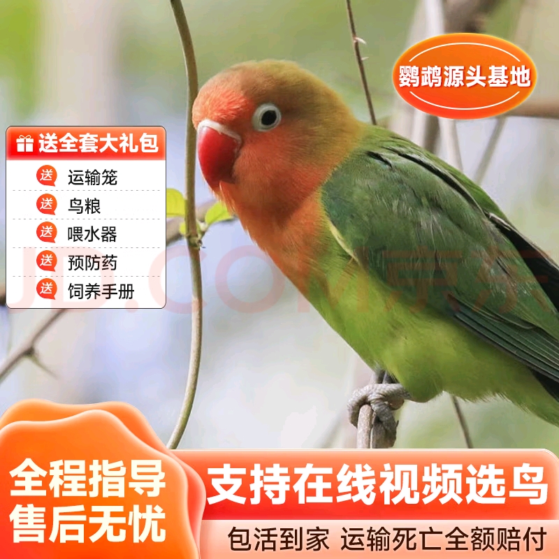 爱情鸟鹦鹉活体养殖基地直发健康活泼可爱