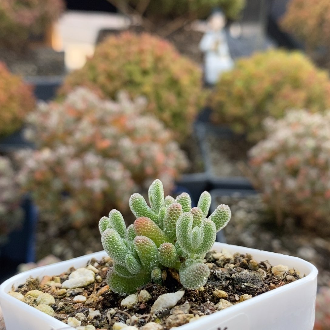 M****#优选冰晶4403枝干番杏