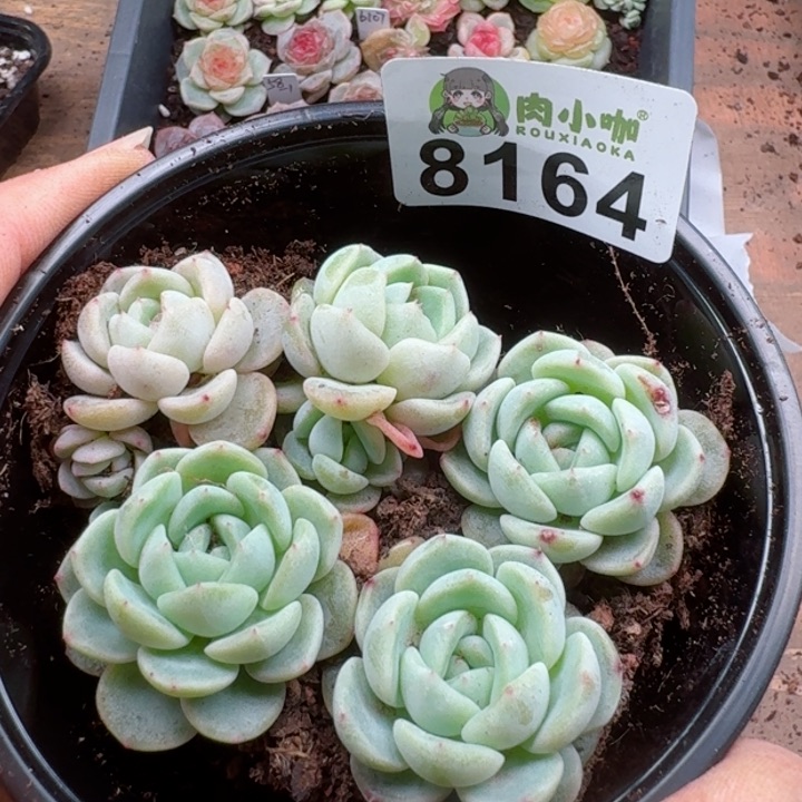 多肉植物多肉植物