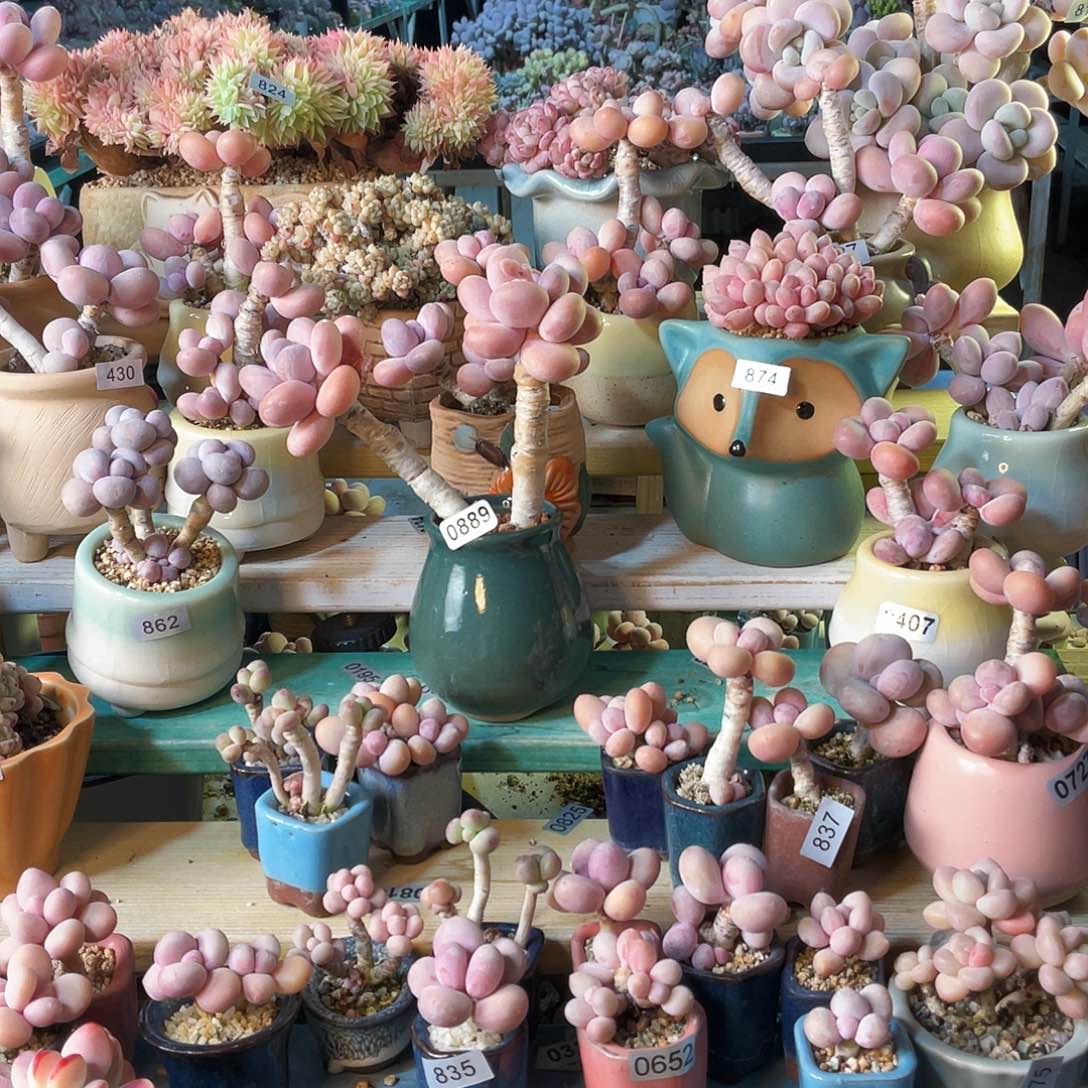 幺*多肉植物的生长发育与生长发育的