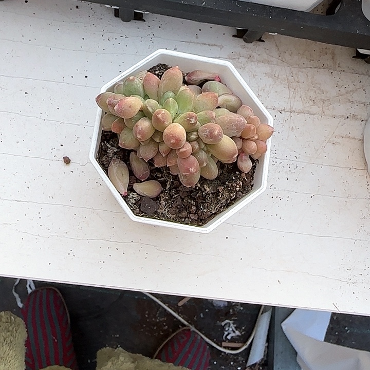 青蛙王子儿童牙膏111