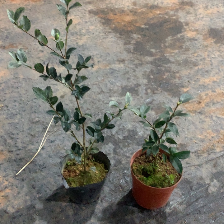 大部分花苞少量开放，彩叶茶梅，梦