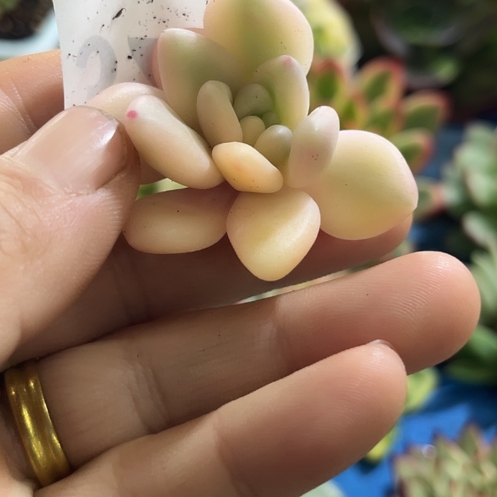 325正版蜜桃波波无根