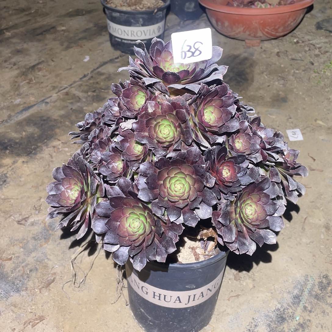 638法师植物黑骑士