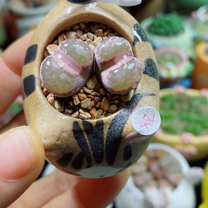 生石花花花花花花花575