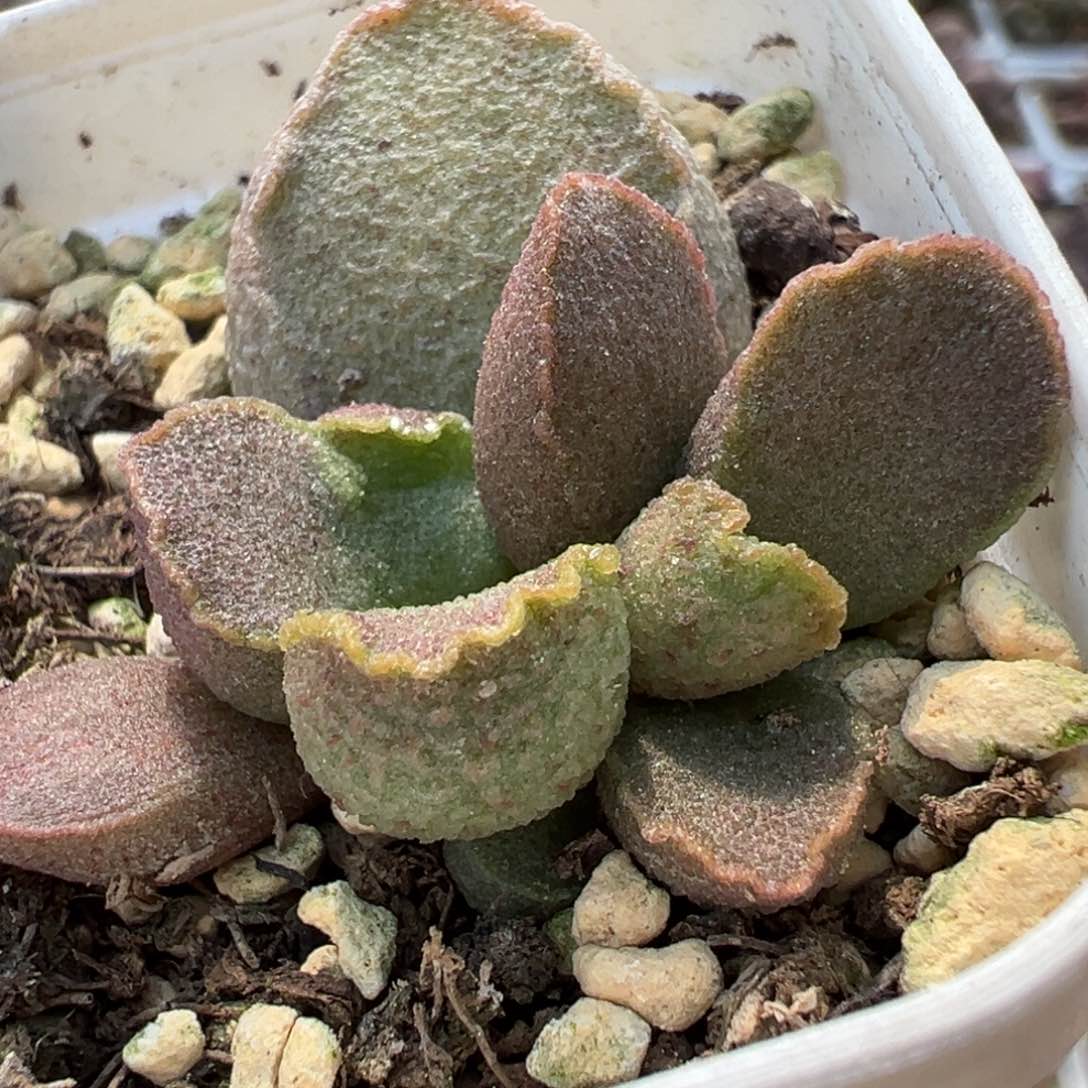 实生新品多肉植物底叶苗