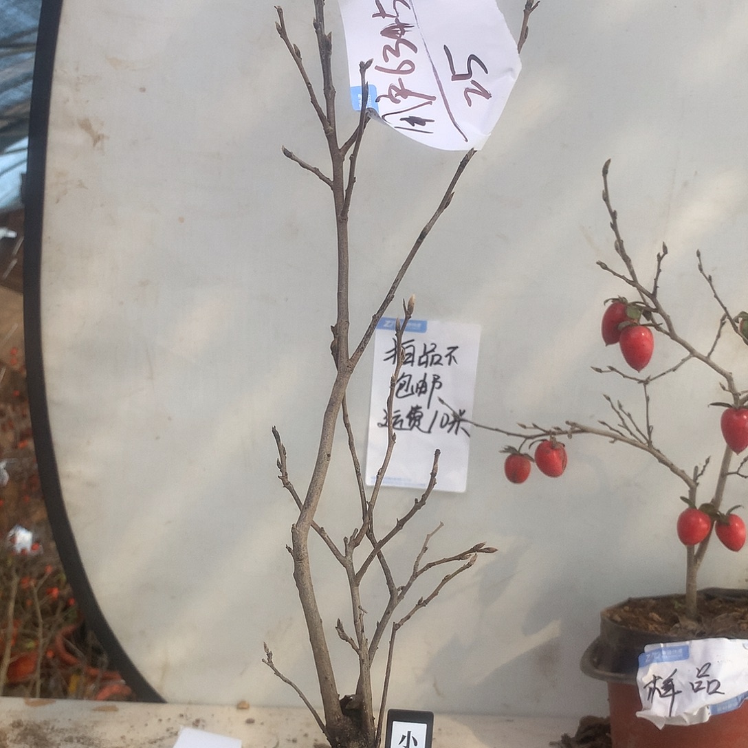 用***5完全开放老鸦的眼睛是