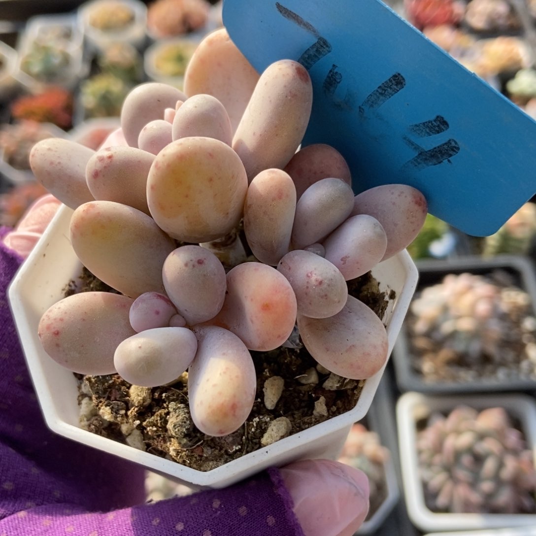 7064彩虹奶多肉植物^_^