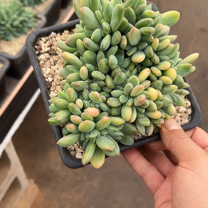 海洋之歌群生缀化多肉