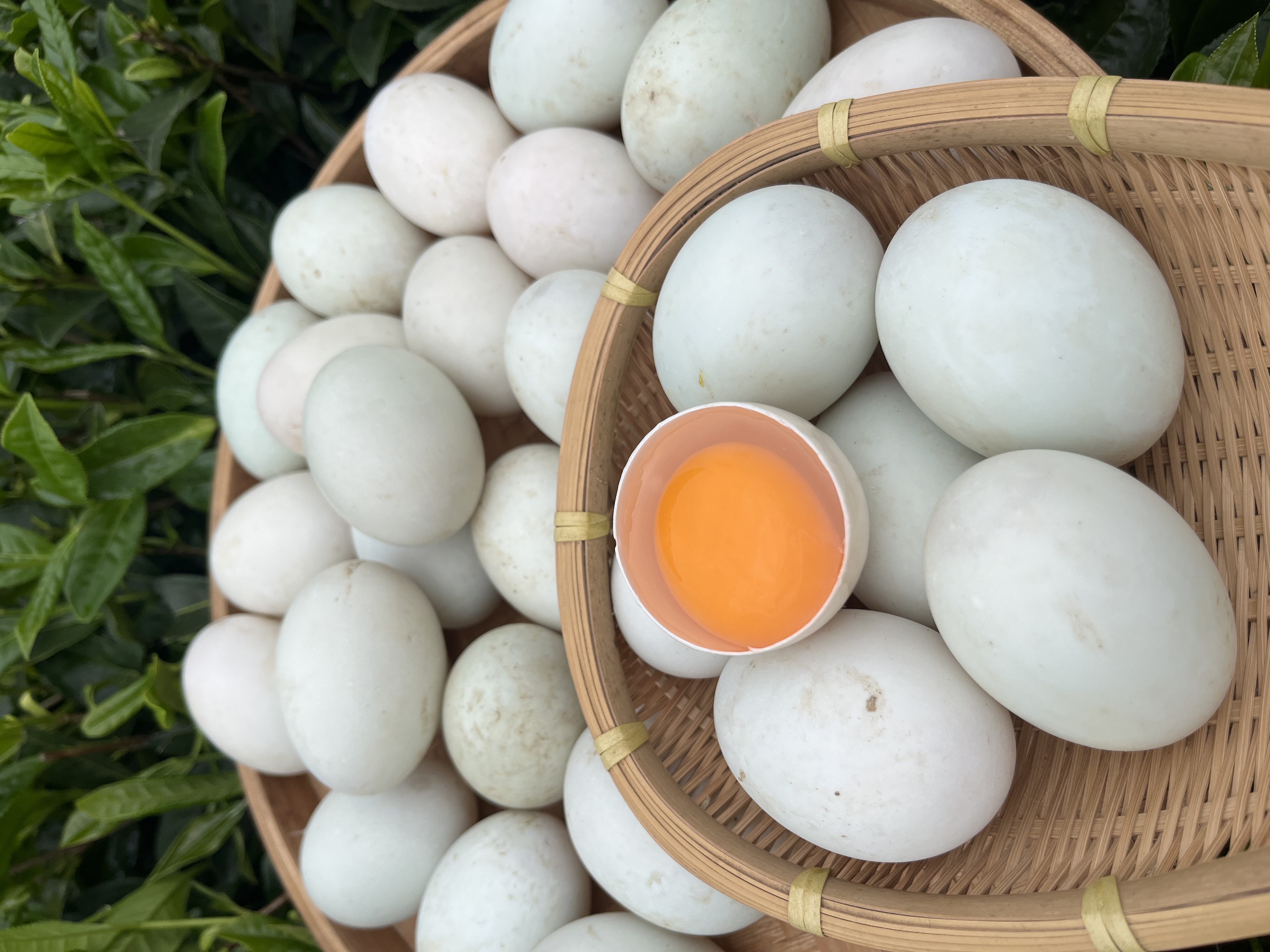 正宗农村溪里放养生态新鲜鸭蛋土鸭蛋