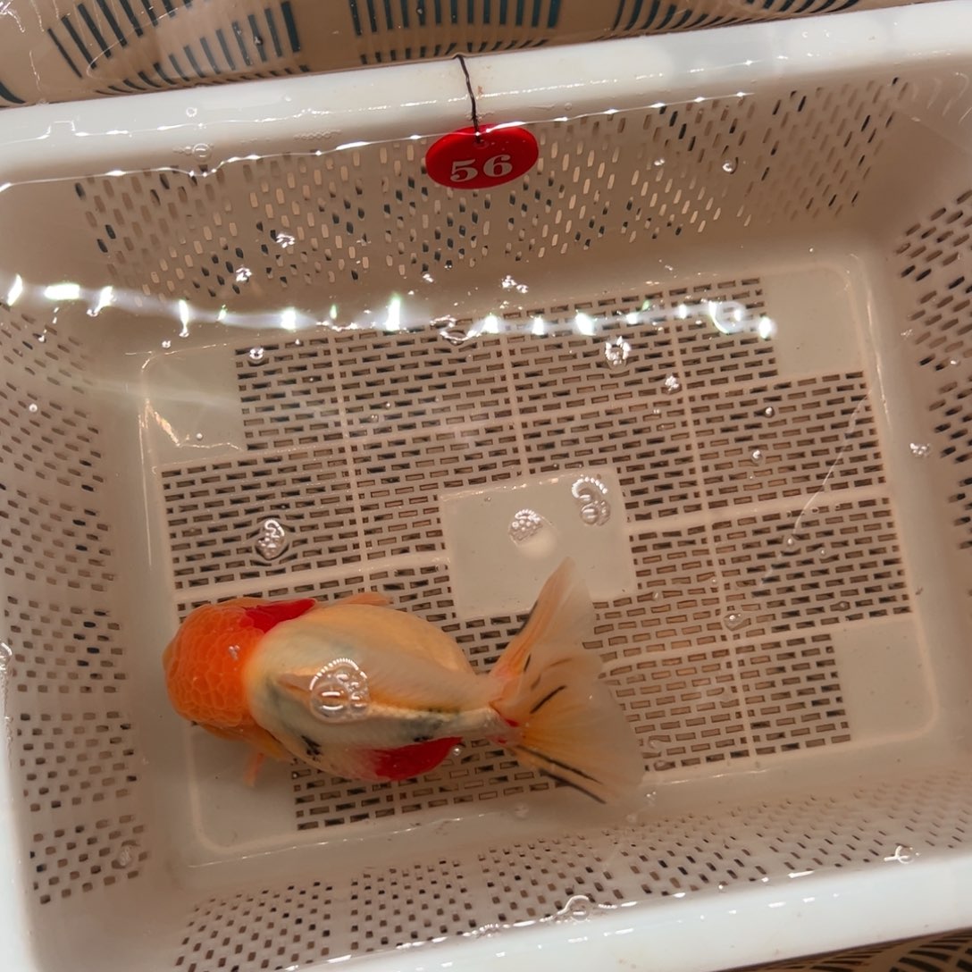 大***怪海水鱼你好意思了不想跟