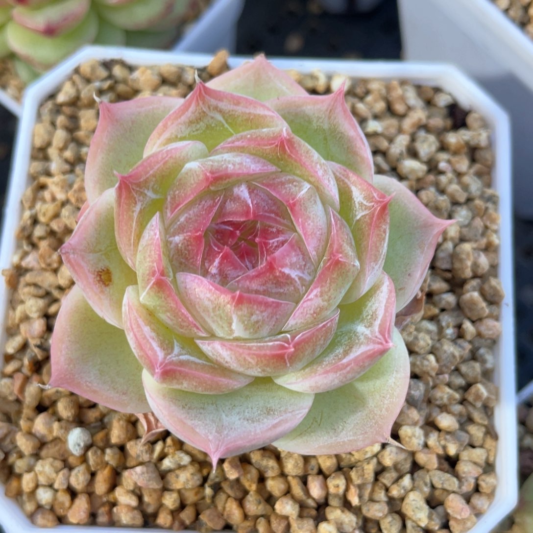 优选蔷薇珍妮656