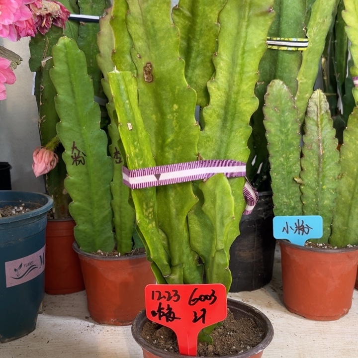 当前无花栽培后可以开花昨**风甜心