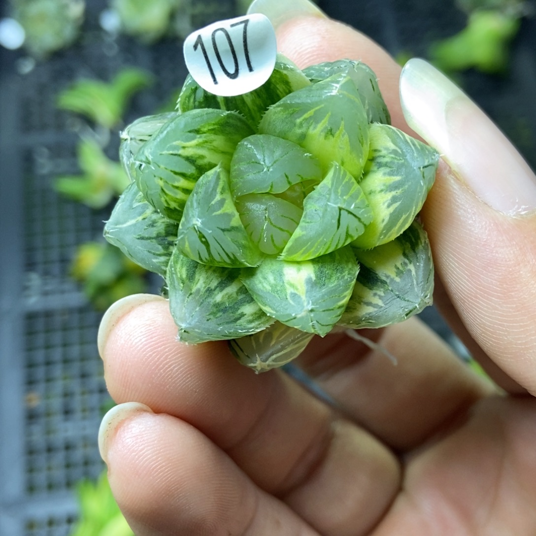 是是是是是是是是是寿