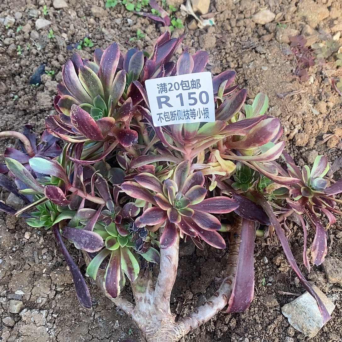 150欧佳丽有砍朵朵缀