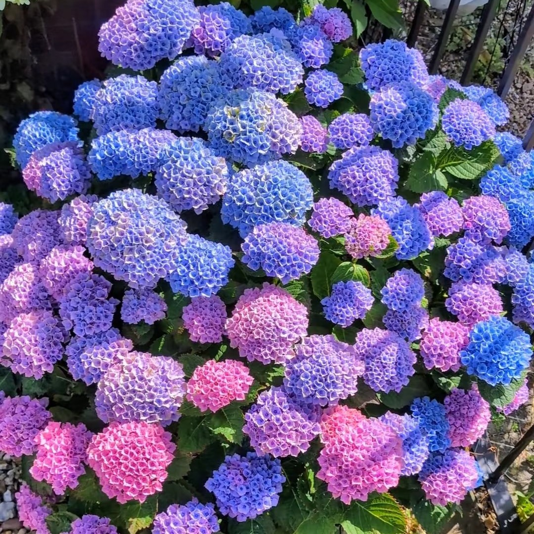 《精品大规格绣球一物一拍》露天室外栽种，不带花青苗发货