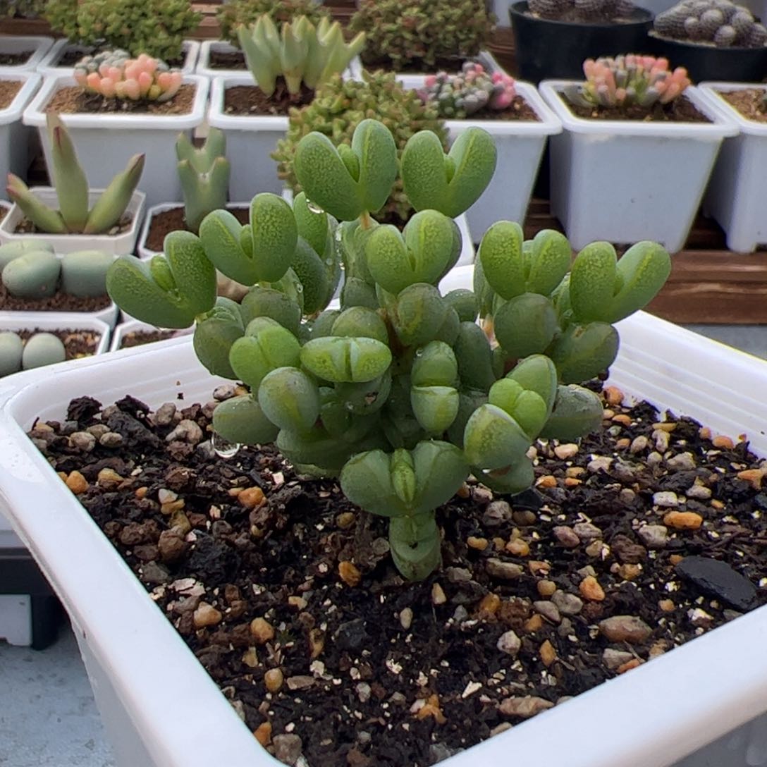 224号元宝3.4多肉